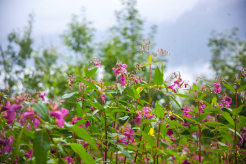 Obraz na płótnie Canvas Tirolean wild flowers from Ellmau