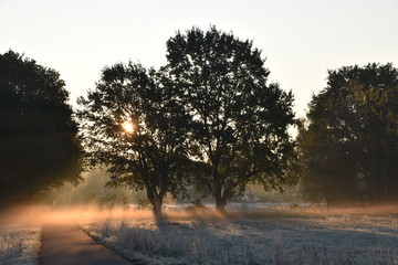 Morgennebel