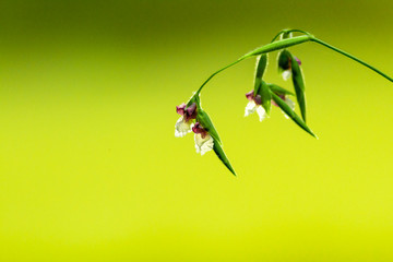 Thalia dealbata Flower with green background