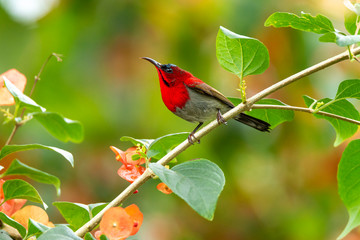 Crimson Sunbird (Aethopyga siparaja) in nature