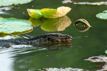 Water Monitor (Varanus salvator) with Lotus Leaves In The Pond