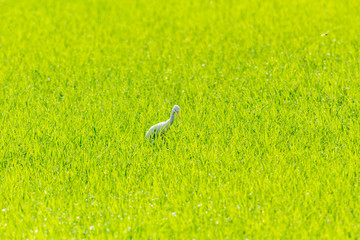 Obraz na płótnie Canvas common egret in the Thailand rice field