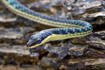 closeup of snake