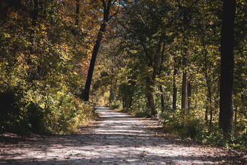 Obraz premium Autumn trees and leaves lining a road