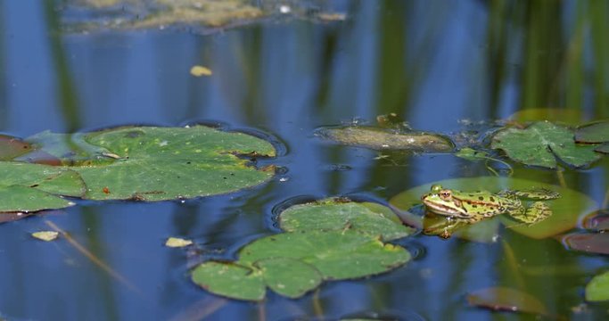 Green frog hunt insect on the wetland in slow motion 240 FPS