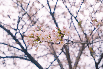 The beauty of the sakura cherry blossoms