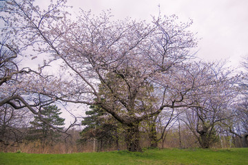 The beauty of the sakura cherry blossoms