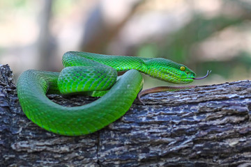 Naklejka premium green viper snake, venomous and poisonous snake, trimeresurus albolabris
