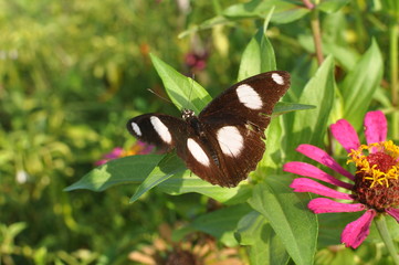 The Great Eggfly butterfly 