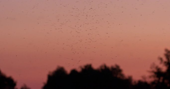 Insects swarming at sunset, Kopacki rit, Croatiua