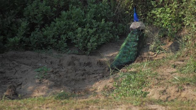 elegant peacock with large coloured tail eats and looks around at green grass slow motion backside view. Concept wild nature