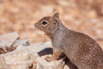 Naklejka na ściany i meble Brown Squirrel in Grand Canyon National Park in Arizona