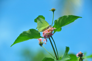 Common Yellow grass butterfly sitting on the flower plant.