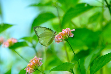 Common Yellow grass butterfly sitting on the flower plant.