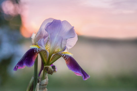 blue iris flower