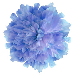 Watercolor flower blue  peony.on  a white isolated background with clipping path. Nature. Closeup no shadows. Garden flower.