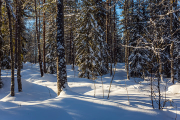 Snowy coniferous forest