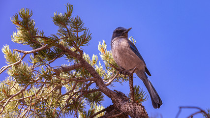 Scrub Jay - A little blue bird in Grand Canyon National Park in Arizona