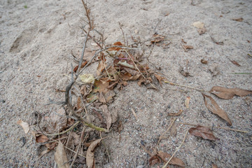 Dirty sand with dry foliage
