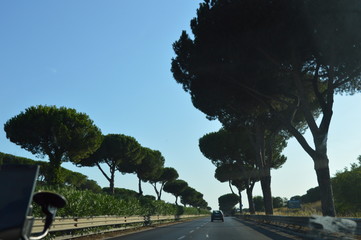 Stone pine trees next to Rome in Italy 