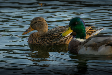 Pair of Ducks