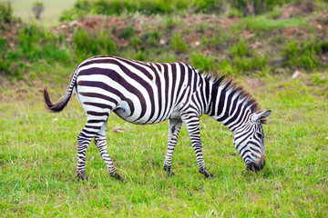 Fototapeta na wymiar Charming young zebra