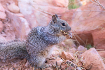 Brown and grey Squirrel aeating in Grand Canyon National Park in Arizona