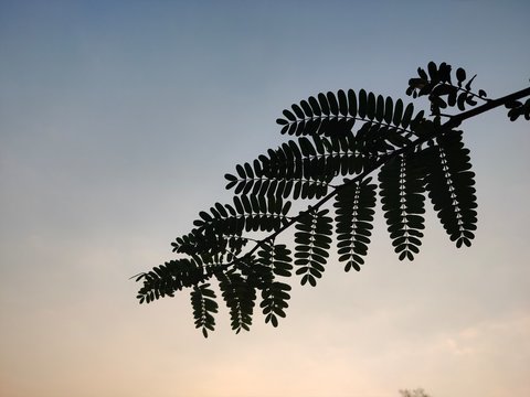 green leaf on blue sky