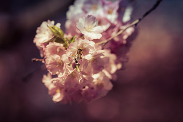 The beauty of the sakura cherry blossoms