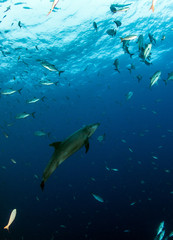 Fototapeta premium Bottlenose Dolphin during a scuba dive in Mexico