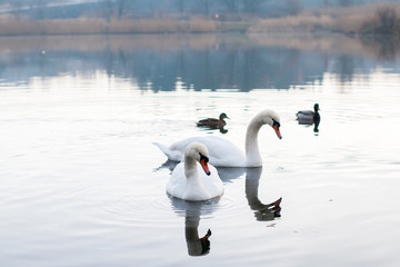 white swans on an autumn lake on a sunny day