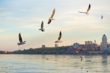 A flock of seagulls on the banks of the city river.