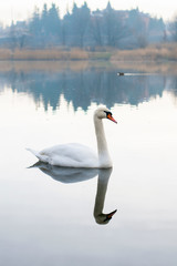 white swans on an autumn lake on a sunny day