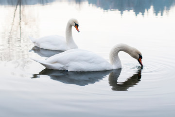 Naklejka na ściany i meble white swans on an autumn lake on a sunny day