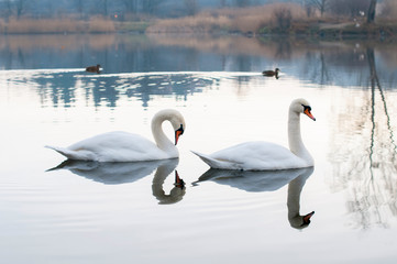 white swans on an autumn lake on a sunny day