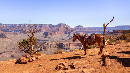 Indian Horse at Cedar Ridge in Grand Canyon National Park in Arizona, USA