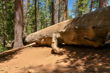 giant sequoia trunk in Tuolumne Grove (Yosemite National Park, California, USA)