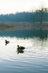wild ducks in winter on a good day ice