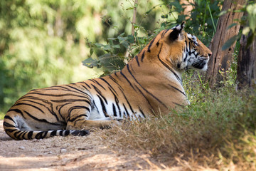 Tiger Gazing at prey