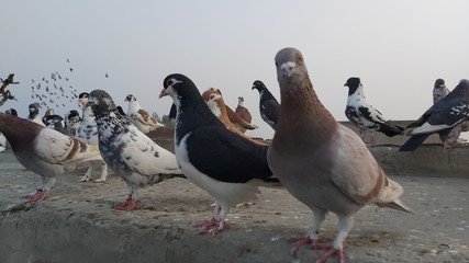 two pigeons on the roof