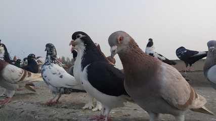 flock of pigeons