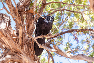 Black Crow sitting on a dead tree in Grand Canyon National Park in Arizona