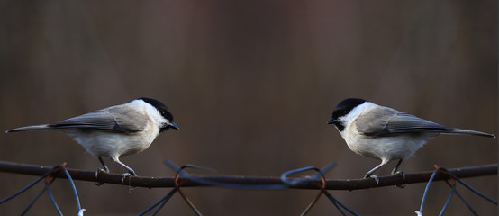 A pair of Willow tits on the fence, on a brown blurred background...