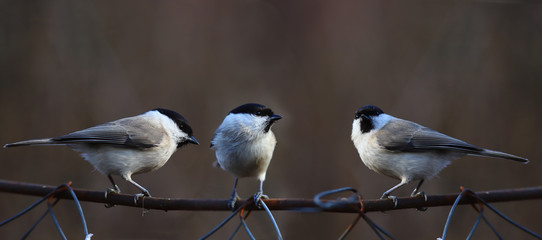 Three Willow tits on a mesh fence, on a blurry brown background... © chermit