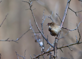 Wren sits on the branches of a thorn tree. Front view
