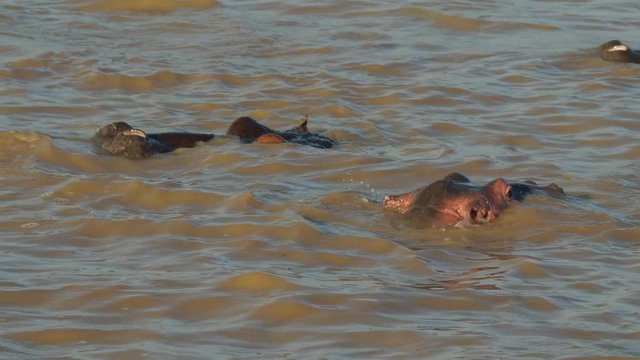 Hippopotamus in water at St Lucia, South Africa