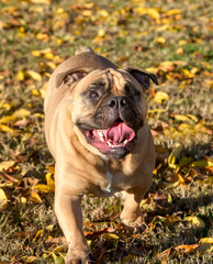 Smiling blind bulldog with one eye