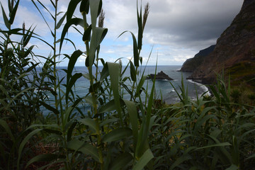 details of Madeira island, Portugal