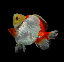 goldfish isolated on black background