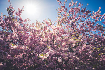 The beauty of the sakura cherry blossoms